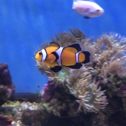 Longfin Ocellaris Clownfish 