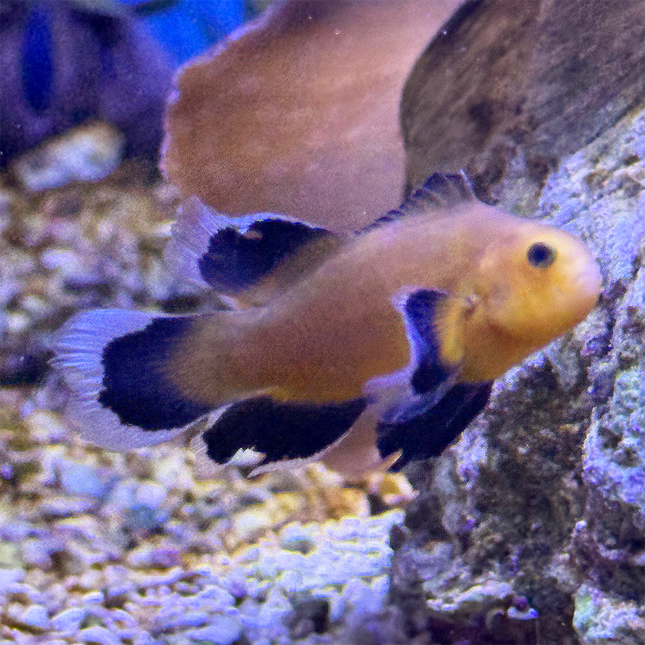 Maine Mochaccino Longfin Clownfish 