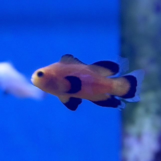 Maine Mochaccino Longfin Clownfish 2