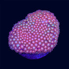Micro Goni Frag - A64