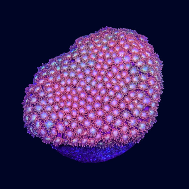 Micro Goni Frag - A64
