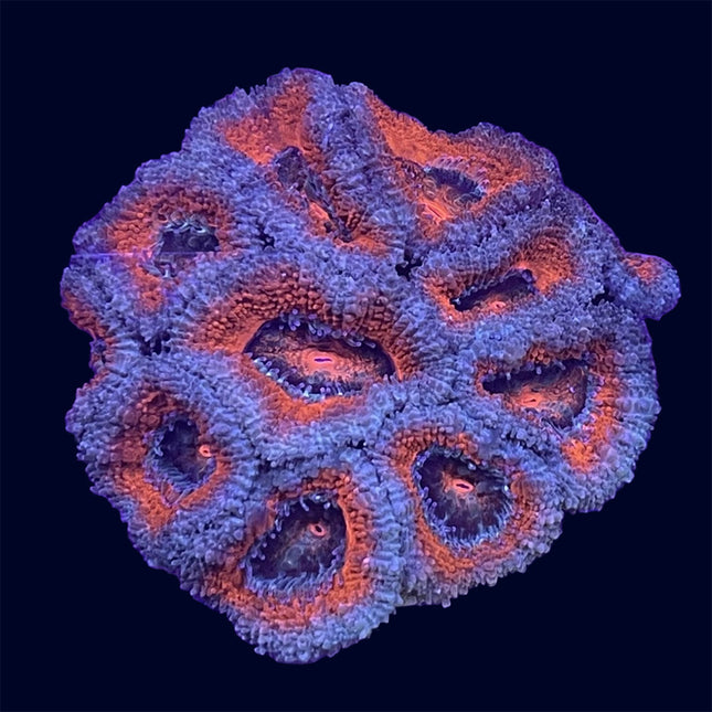 Micromussa - B28