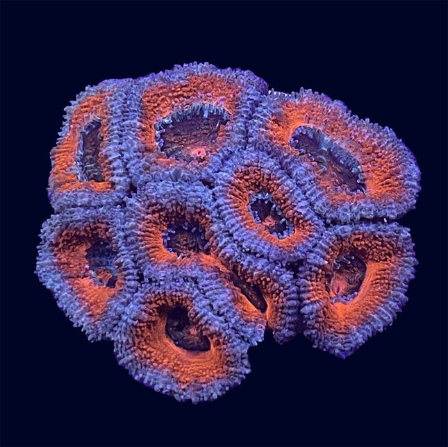 Micromussa - B41