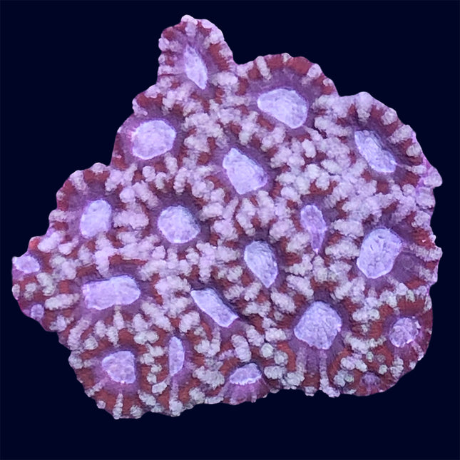 Micromussa - C66