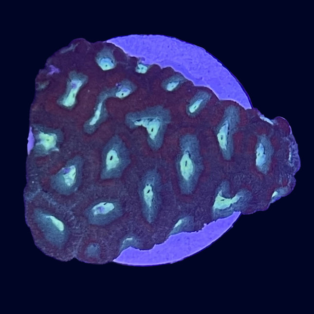 Micromussa Amakusensis - A40