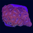 Micromussa Amakusensis - C70
