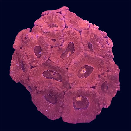 Micromussa lordhowensis - A Grade - Red - A66