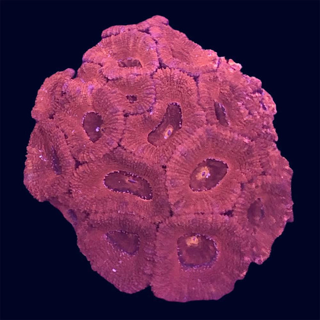 Micromussa lordhowensis - A Grade - Red - A66