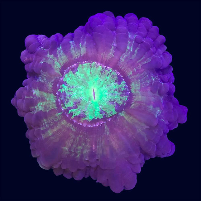 Modern Brain - Neon Green/Purple - C57