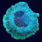 Modern/Cynarina - Green Multicolor - B40