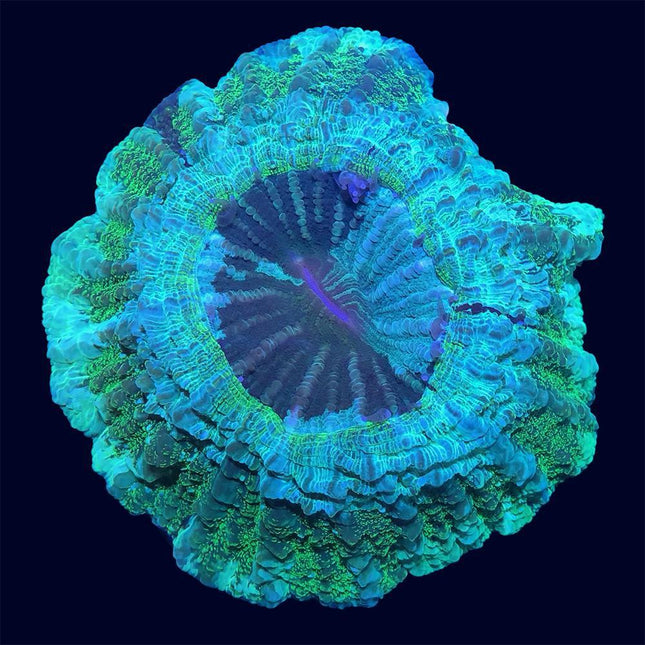 Modern/Cynarina - Green Multicolor - B40