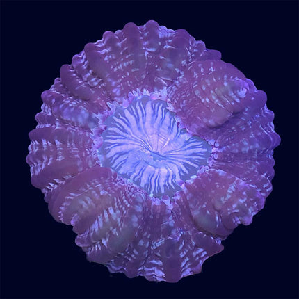 Modern/Cynarina - Multicolored - B13