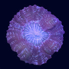 Modern/Cynarina - Multicolored - B13