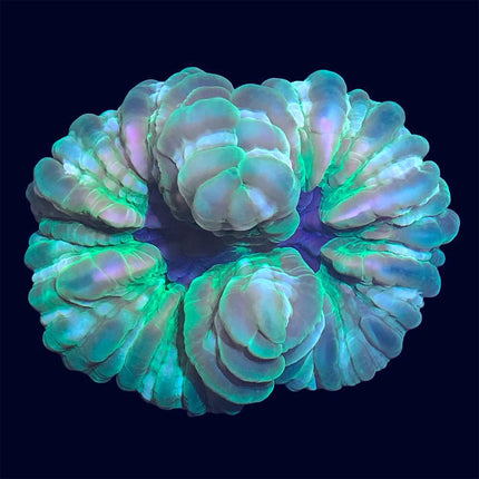 Modern/Cynarina - Multicolored - B24