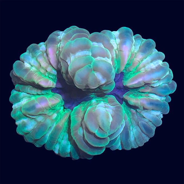 Modern/Cynarina - Multicolored - B24