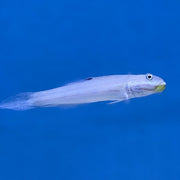 Mural Goby (Asia Pacific)