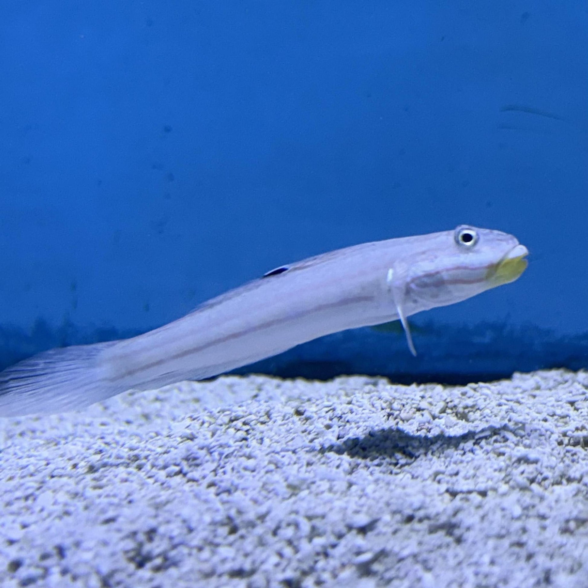 Mural Goby (Asia Pacific)