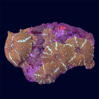 Mushroom - Discosoma - A51