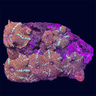 Mushroom - Discosoma - A51