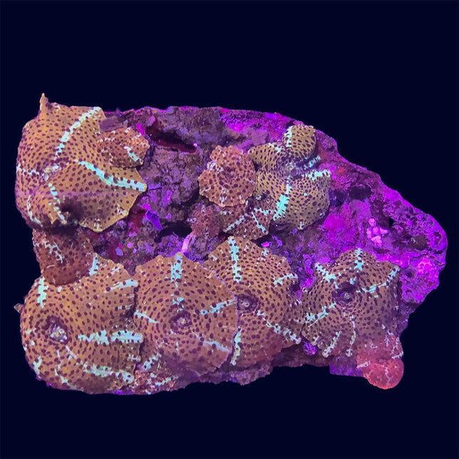 Mushroom - Discosoma - A51
