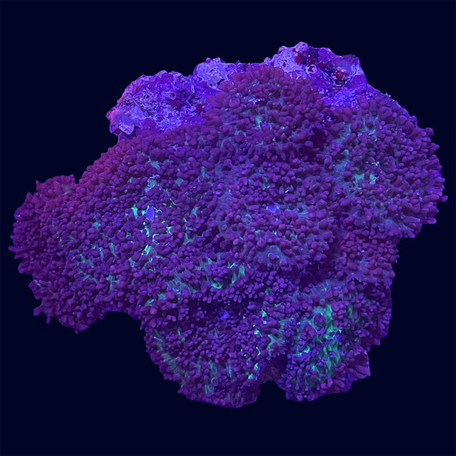 Mushroom - Purple/Green Hairy - B19
