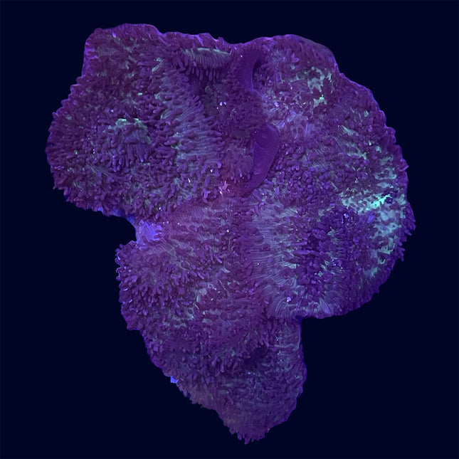 Mushroom - Purple/Green Hairy - B47
