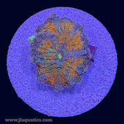 Orange Ricordea Yuma - N2