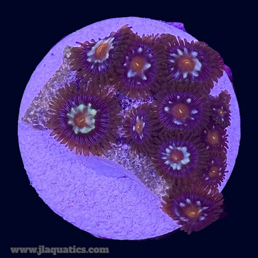 Pinwheel Zoa - N6
