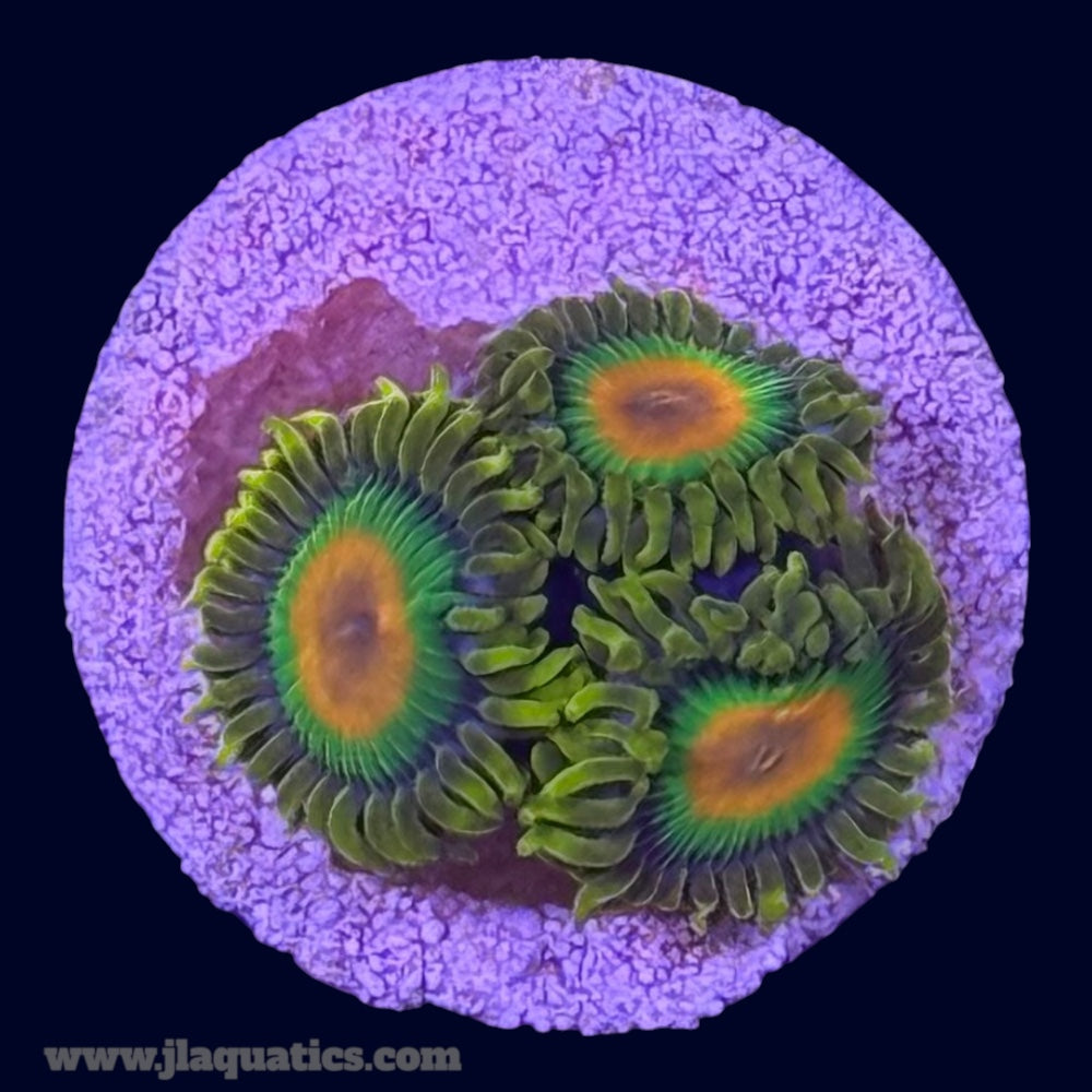 Rasta Zoa - N9