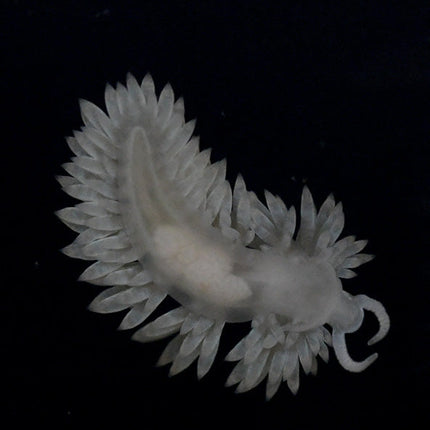 Berghia Nudibranch