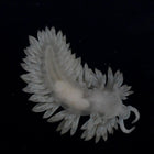 Berghia Nudibranch