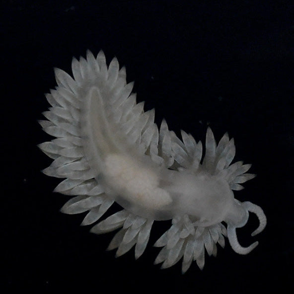Berghia Nudibranch