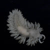 Berghia Nudibranch