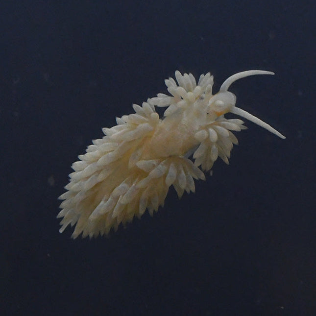Close-up Berghia Nudibranch