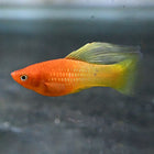 Sunrise Highfin Platy