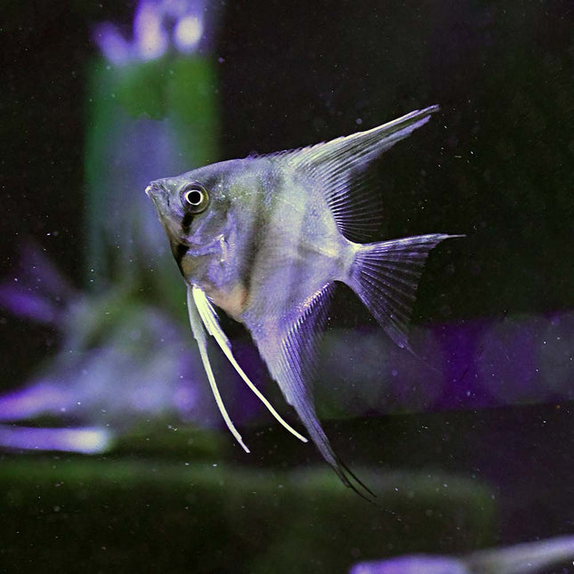 Red Shoulder Angelfish