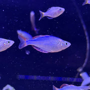 Neon Dwarf Rainbowfish