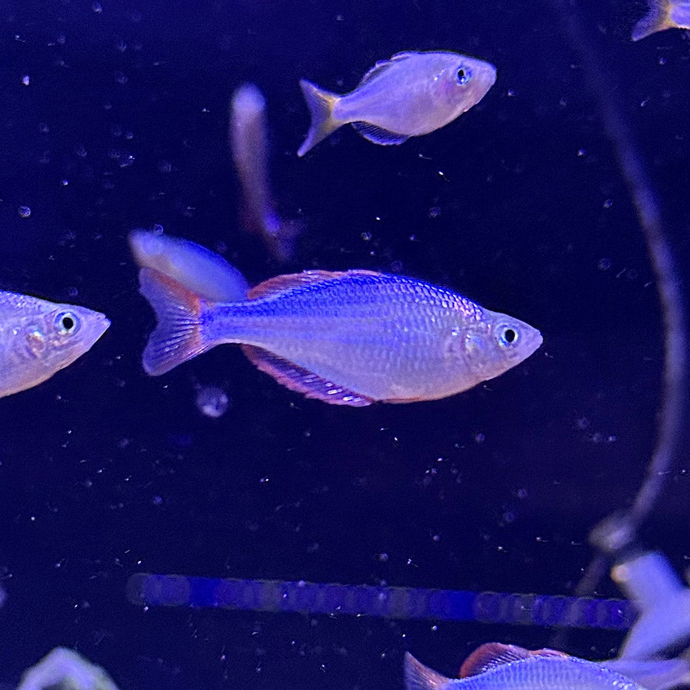 Neon Dwarf Rainbowfish
