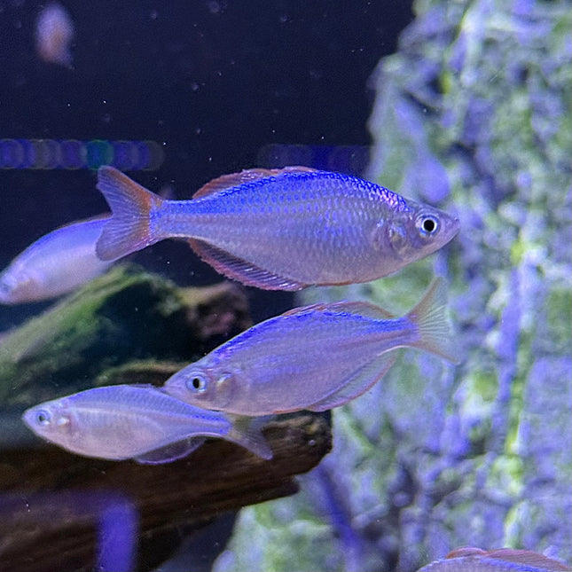 Neon Dwarf Rainbowfish
