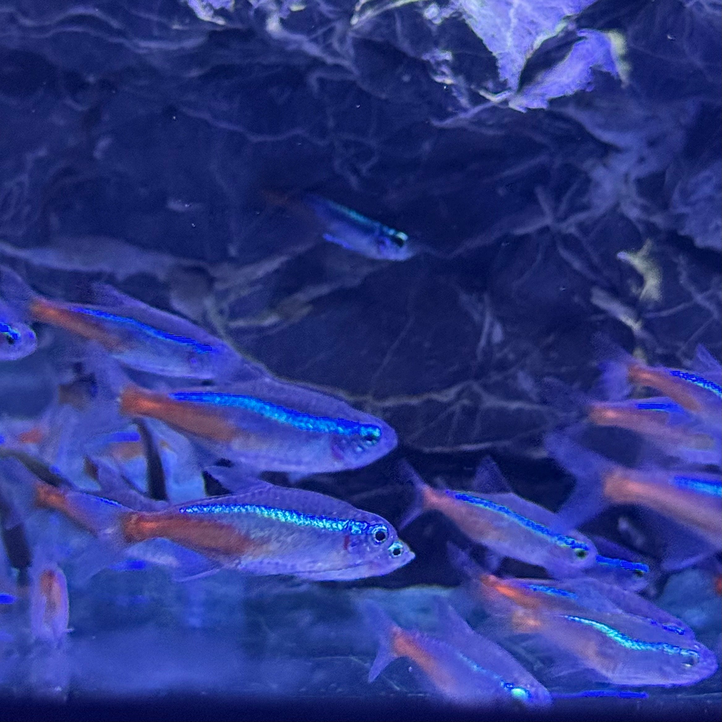 Neon Tetra 