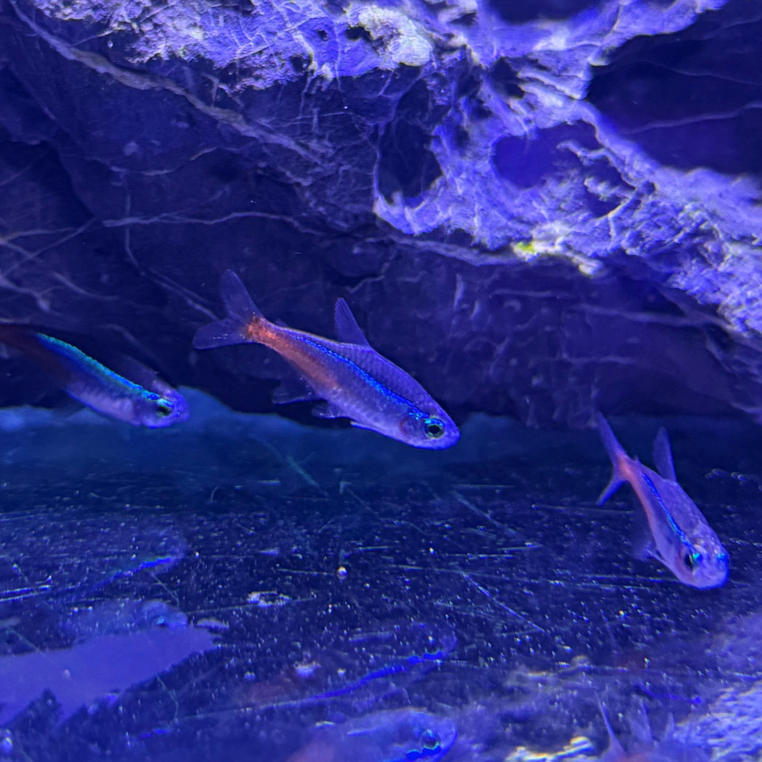 Neon Tetra 