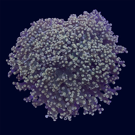 Octospawn - Green/Yellow - B22