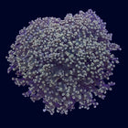 Octospawn - Green/Yellow - B22