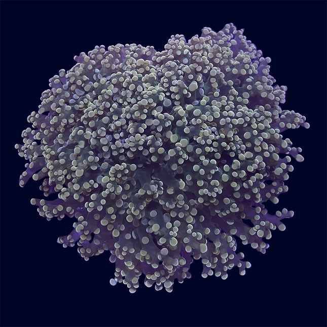 Octospawn - Green/Yellow - B22