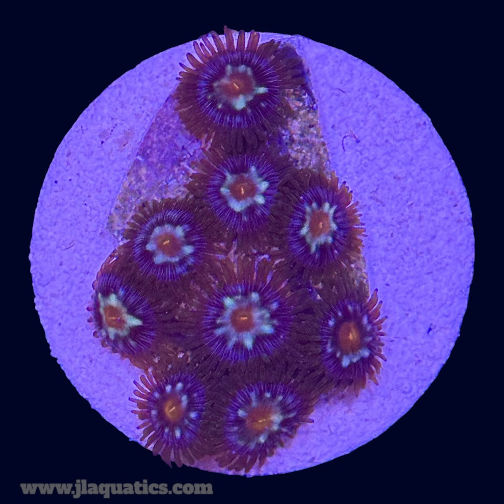 Pinwheel Zoa - P2