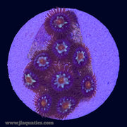 Pinwheel Zoa - P2