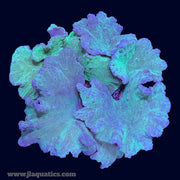 Ultra Cabbage Coral - P5