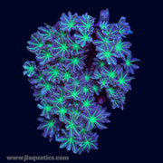 Green Clove Polyps - P7