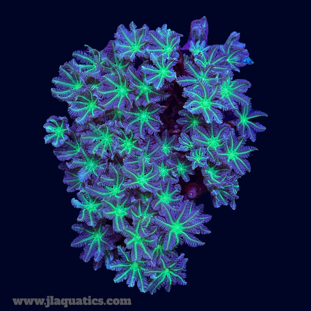 Green Clove Polyps - P7