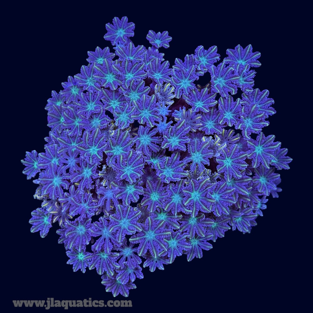 Green Clove Polyps - P8
